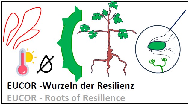 EUCOR Roots of resilience