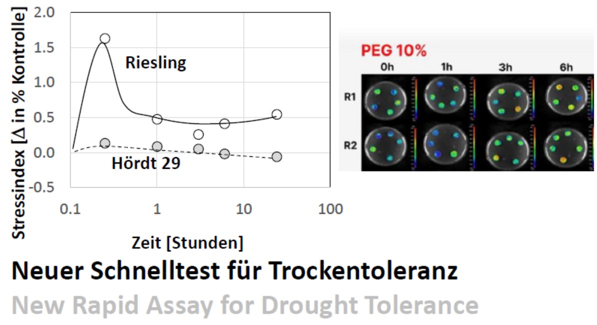 Schnelltest Trockentoleranz
